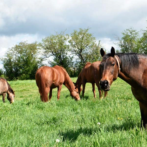 Pension pour chevaux à Souvigny, Allier